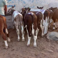 فقط پای پروار|حیوانات مزرعه|کرج, حیدرآباد|دیوار
