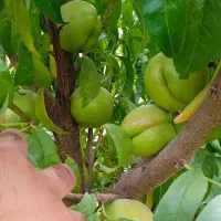 فروش خانه ویلایی