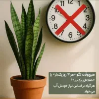 قرص کود گلدان|گل و گیاه طبیعی|ماهدشت, |دیوار
