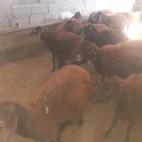 تعداد ۱۰راس گوسفند|حیوانات مزرعه|طارم (زنجان), |دیوار