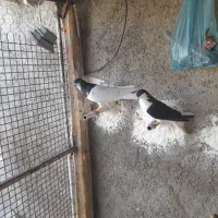 کبوتر شصتی وچپ