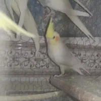 عروس هلندی لوتینو چهار تا جوانه|پرنده|زابل, |دیوار