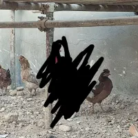 مرغ محلی|حیوانات مزرعه|لامرد, |دیوار