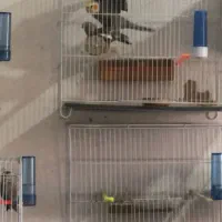 جفت عروس هلندی کارداده ضمانتی