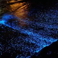 تور گردشگری(قشم جزیره نازو هرمز/بندر پل/بندرلافت»|تور و چارتر|شاهینشهر, گزبرخوار|دیوار