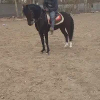 نریان نوه بن طوطی|اسب و تجهیزات اسب‌سواری|خمینی‌شهر, |دیوار