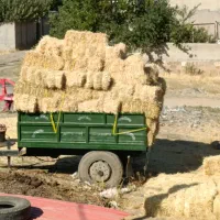 گاوداری