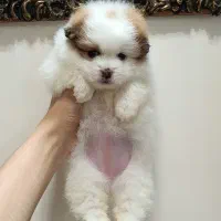 پامرانین عروسکی