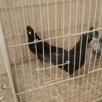 یک جفت کلاغ نواری وسه عددصید...