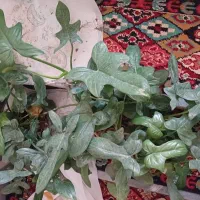 گیاه مقاوم و رونده پنجه کلاغی|گل و گیاه طبیعی|قم, چهل درخت‎|دیوار