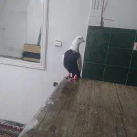 گوره کله ای|پرنده|بروجرد, |دیوار