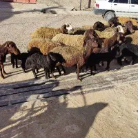 میش بره دار