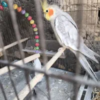 عروس هلندی جفت و عروس هلندی غیر جفت