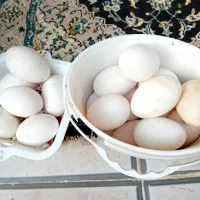 تخم غاز|حیوانات مزرعه|مزرعه کتول, |دیوار