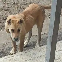 توله ماده سرابی حیوان اصیل