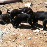 واگذاری توله قدریجونی قهدریجانی