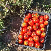 گوجه فرنگی بازاری