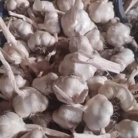 خریدار سیر درجه یک