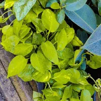 گل آپارتمانی در 8 مدل پتوس تمامی نژاد درشت|گل و گیاه طبیعی|تبریز, |دیوار