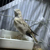 قناری دو عدد معاوضه یا فروش