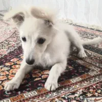سگ پامر ا‌شتپیز
