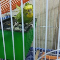 مرغ عشق پروانه ای کاکلی|پرنده|رشت, دیانتی|دیوار