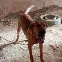 سگ نگهبان به شرط