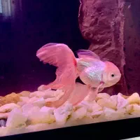 ماهی گلدفیش،گوپی،پلاتی،لجن خوار|ماهی|مرند, |دیوار