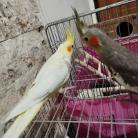 جوجه یک ماهه عروس هلندی سینامون و لوتینو|پرنده|تهران, اتابک|دیوار