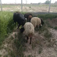میش و بره