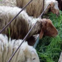 فروش دامداری 2170