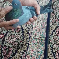 سبزبازیکن نر