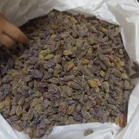 فروش کشمش سبز سایه خشک