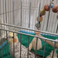 عروس هلندی مرواریدی|پرنده|قم, بنیاد|دیوار