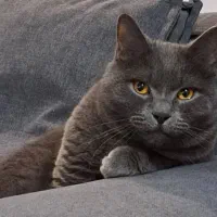 واگذاری گربه بریتیش