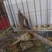 جوجه عروس طوسی