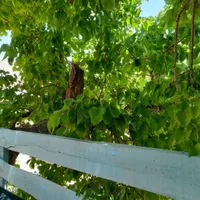 راهنمایی برای مکانهای گشتی گلستان