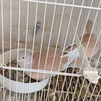 کبوتر خانگی زینتی مولد همراه جوجه|پرنده|مشهد, چهاربرج|دیوار