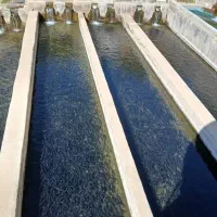 استخر بچه ماهی قزل الا