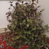 گل چشم آهویی