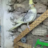 عروس پاریس|پرنده|سوسنگرد, |دیوار