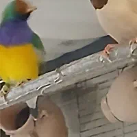 تعدادی کراوتی بفروش میرسد