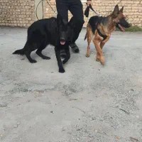 واگذاری یک جفت سگ ژرمن جفت ماده