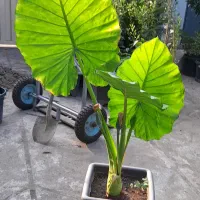 گیاه بابا آدم غول پیکر ( فروش عمده )|گل و گیاه طبیعی|تهران, استاد معین|دیوار