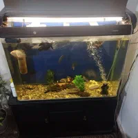 اکواریوم وارداتی به همراه ۱۶ عدد ماهی خیلی بزرگ|ماهی|قرچک, باقرآباد|دیوار