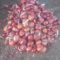 پیاز محلی گوغر کیلو 35 ت تحویل در خونه سیر محلی|خوردنی و آشامیدنی|سیرجان, |دیوار