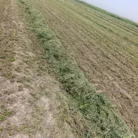 یونجه علفی قیمت مناسب
