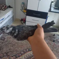 حیوان|پرنده|دهگلان, |دیوار