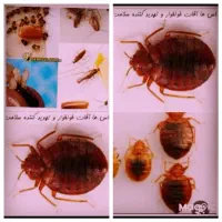 سمپاشی در یک مرحله سم پاشی|خدمات نظافت|تهران, افسریه جنوبی|دیوار