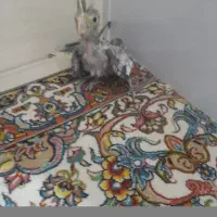 عروس هلندی